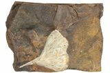 Fossil Ginkgo Leaf From North Dakota - Paleocene #189016-1
